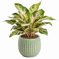 Pianta verde artificiale 65 cm in materiale sintetico verde crema e rosa con vaso in ceramica per interni