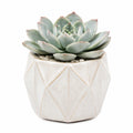 Pianta grassa artificiale 18 cm in ceramica beige - decorazione da interno