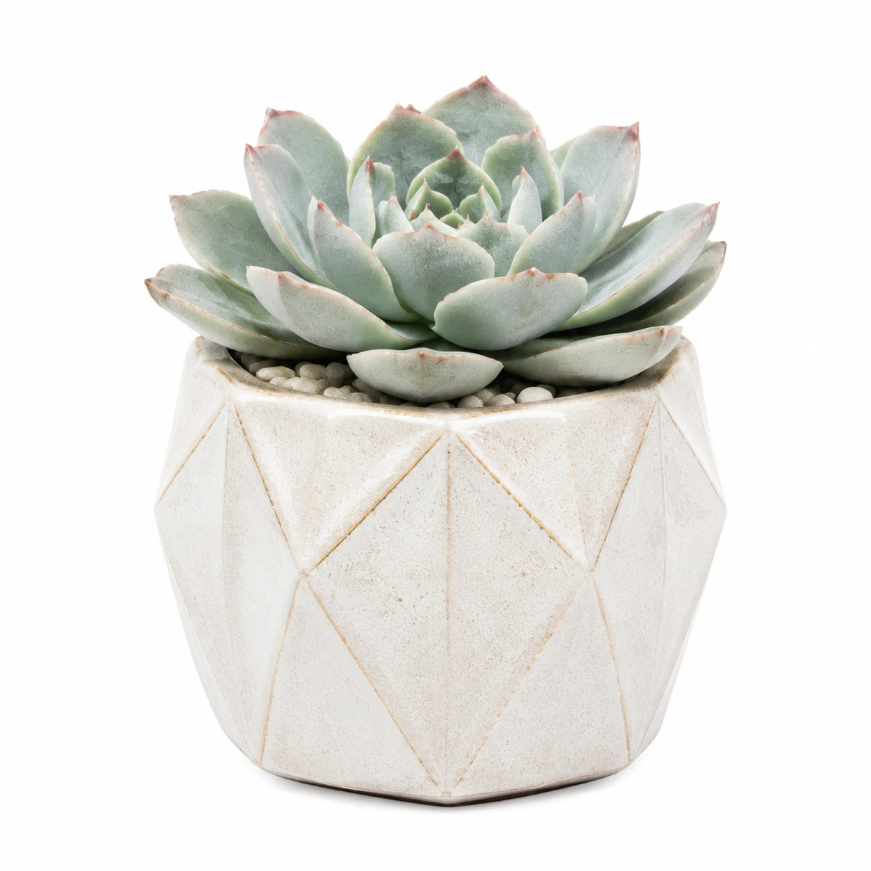 Pianta grassa artificiale 18 cm in ceramica beige - decorazione da interno